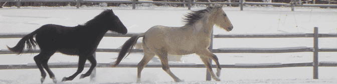 Horses running through snow