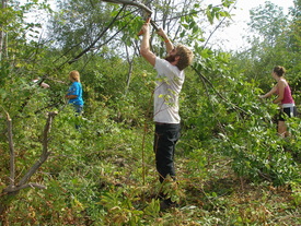 Volunteers cutting brush