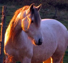 Gavilan